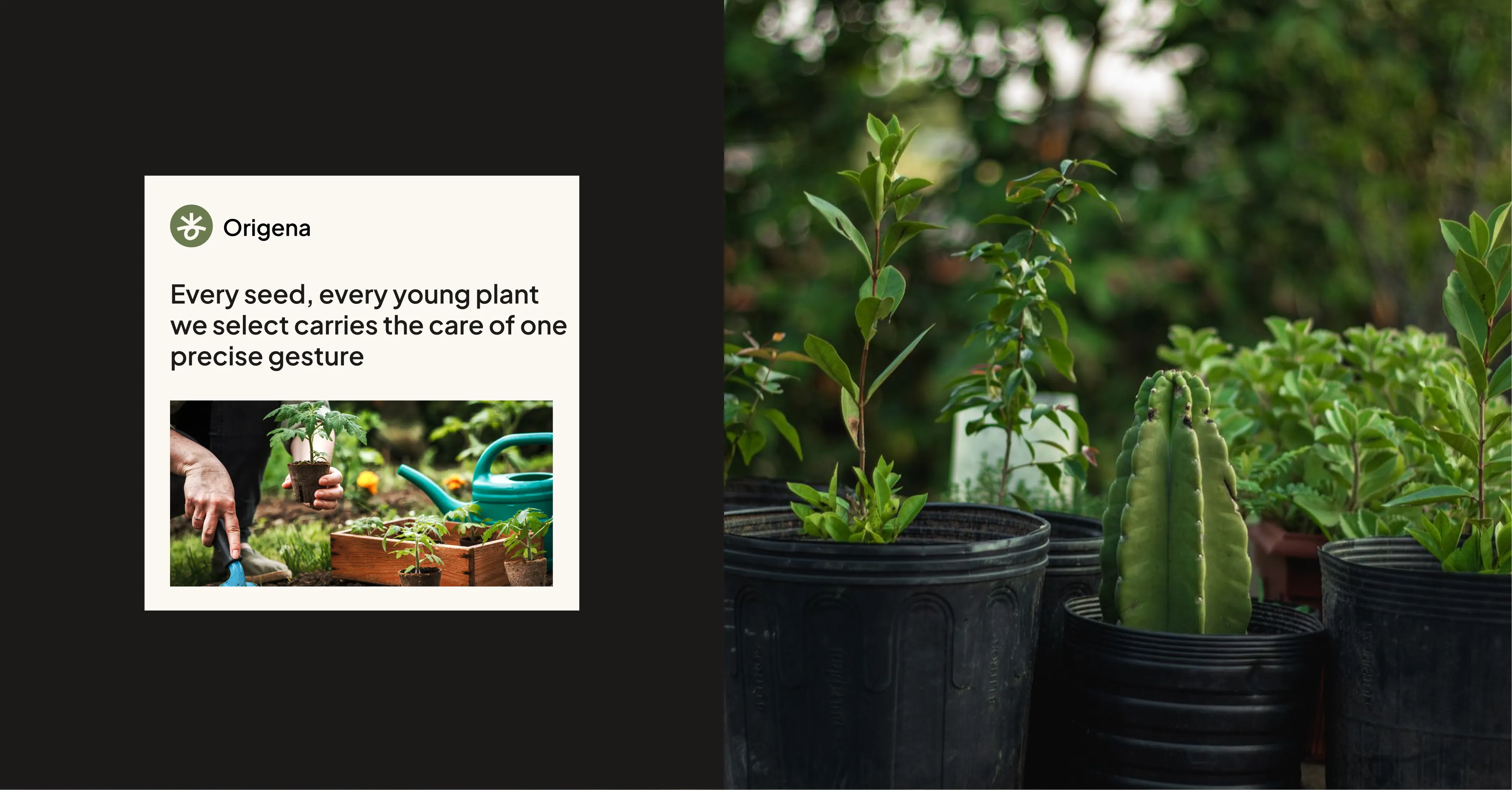 Origena social media post next to young plants in black nursery pots